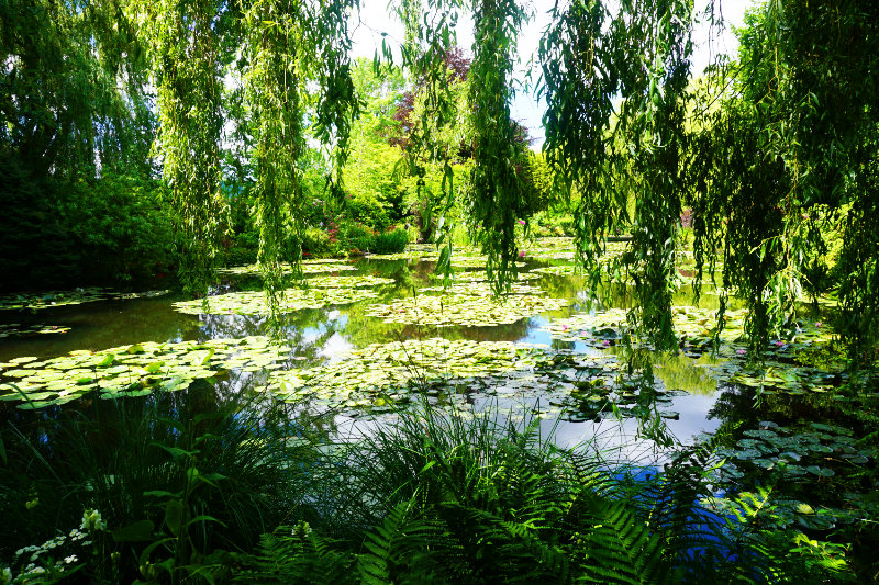 lily pond