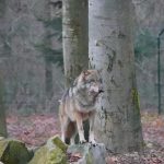 Wolf im Wildfreigehege Wildenburg